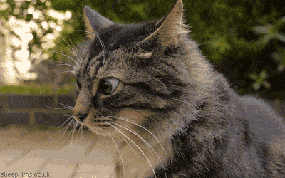anigif_enhanced-20255-1447272754-2