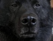 家の中にクマ出現！？→犬だった...　あまりにも〝激似〟な姿に23万人驚がく「これはクマ」「めっちゃクマ」