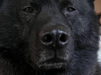 家の中にクマ出現！？→犬だった...　あまりにも〝激似〟な姿に23万人驚がく「これはクマ」「めっちゃクマ」