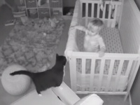 猫と赤子の密会現場が監視カメラにとらえられる。ピロートークを繰り広げていた模様（アメリカ）