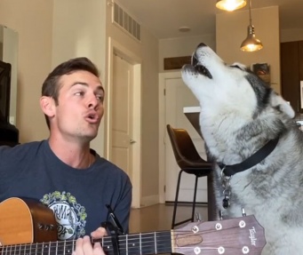 音楽大好き、歌うの大好き！飼い主のギターで熱唱するハスキー犬（アメリカ）主人と一緒に歌うハスキー（アメリカ）