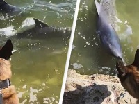 警察犬がイルカのカップルと仲良しに、水陸を挟んで仲良く追いかけっこ（オーストラリア）