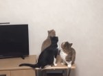 カメムシを興味津々に追いかけ回す３匹の猫。その強烈な臭いに思わず…！？