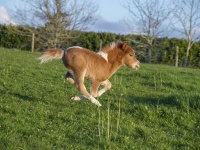 私だって追いかけられたい。ミニチュアホースの赤ちゃんに首ったけの飼い主