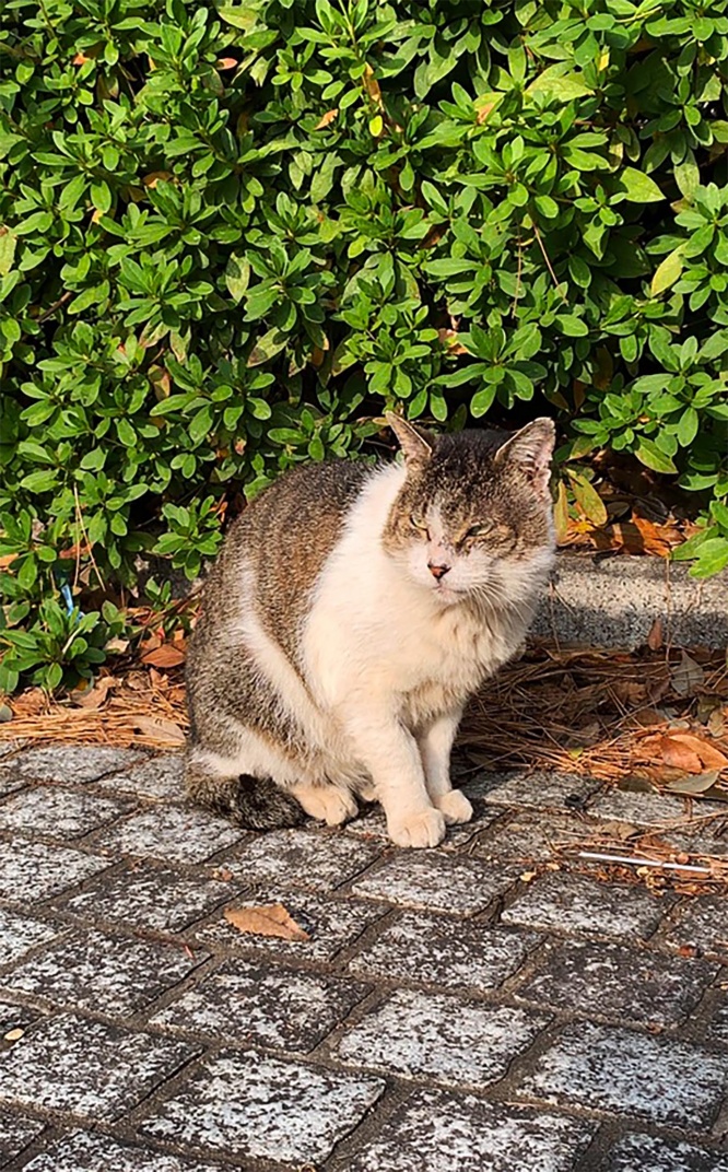 komaba-neko6