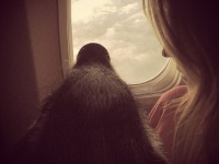 こんなところにいるなんて予想外！飛行機に乗り込んでいたおかしなアニマルたち