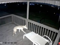 防犯カメラは見た！コヨーテと猫が、ビーチハウスのベランダで大激闘を繰り広げる