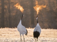 「火を吹くタンチョウ」北海道で激写される　冬の朝日が生み出す光景に反響