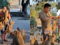 待て待て、順番だよ！バナナの箱に殺到する猿の群れがすごかった