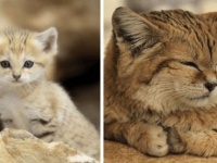 猫界のピーターパン。永遠の子猫「スナネコ」の姿に癒されるの会