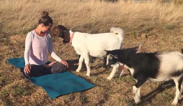 癒やし効果抜群！？ ヤギと一緒に農場でヨガをする「ヤギヨガ」大人気