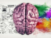 右脳型、左脳型は存在しない。脳の使い方に個人差がないことが判明（米研究）