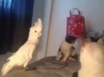 「なんだこいつ…」　声マネで近づいて来たオウムにビビりまくる猫が面白い！