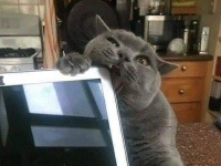 何目的？猫の謎めいた行動が引き起こしたカオスな風景
