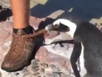 お前の話なんか知らーん！飼育員の説明中にせっせと靴紐をほどくペンギン