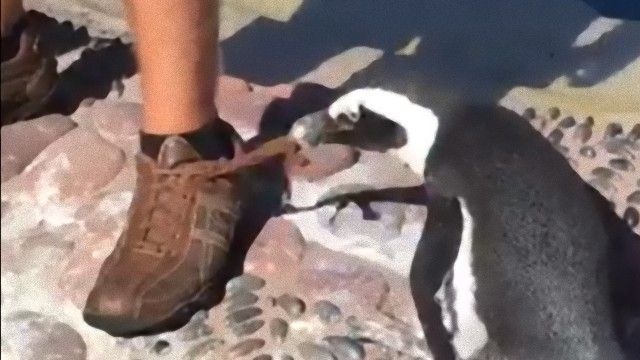 お前の話なんか知らーん！飼育員の説明中にせっせと靴紐をほどくペンギン