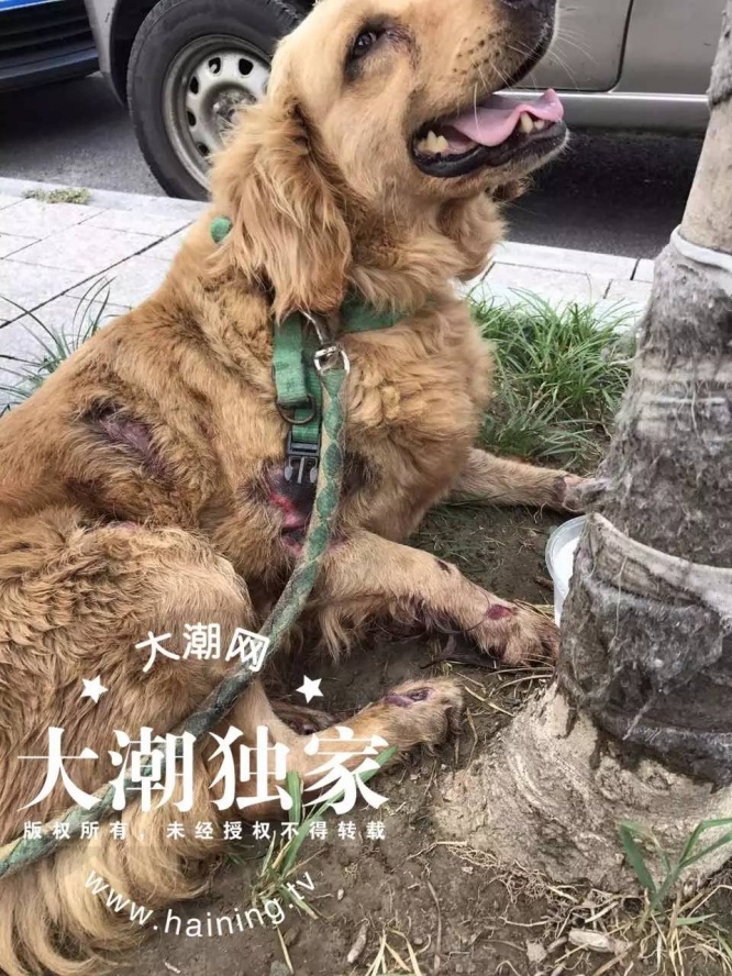 犬を引きずる車