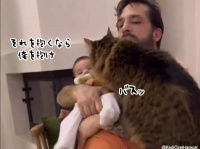いつまでたっても赤ちゃんきどり。赤子抱くなら俺を抱け、な猫