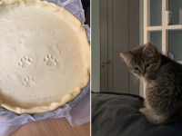しっかりと証拠が残されていた。猫による肉球犯罪ファイル
