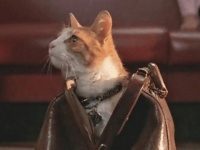良く見つけたし！猫が写っている映画を発見したら投稿するツイッターのアカウント「この映画に猫いる？」