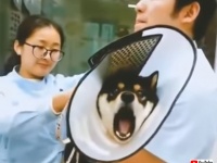 ムンクの叫びならぬ柴犬の叫び。注射を打たれたときの絶望感が半端ない柴犬