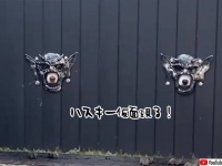 ハスキー仮面見参！塀の穴から顔を出す4匹のハスキー犬