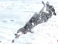雨に歌えばいいコトあるかも？天から降ってくる贈り物に喜んだり怒ったりの動物たち