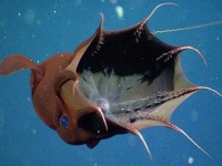 吸血イカの異名をもつコウモリダコ、実はおとなしい草食系だった。