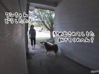 そや！助けてもらおう。家に入れない柴犬、通行人にお願いして玄関ベルを鳴らすようお願いする