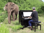 盲目のゾウの前でバッハの曲をピアノ演奏。美しい旋律に身を委ねる姿にほっこり