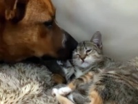 仮里親として預かった子猫と飼い犬が結んだ絆は本物だった。1年後の再会に大喜びの2匹