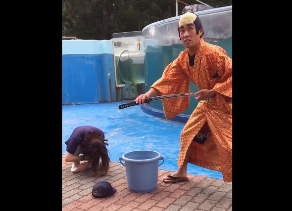 イルカにたどり着くまでがカオス（画像はぷてらぽごん＠puraname321さん