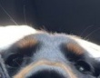 「がんわ゛い゛っっっ」「これだからやめられない」　〝あきた犬〟と化したダックスに7.9万人癒される