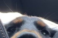 「がんわ゛い゛っっっ」「これだからやめられない」　〝あきた犬〟と化したダックスに7.9万人癒される