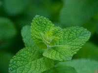 ミント（Masahiko Satohさん撮影、Flickrより）