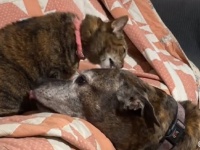 老犬が寝る前に必ず行う甘い儀式、猫に頭を差し出すところから始まるやさしい世界