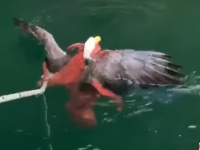 タコ系パニック映画かと...タコがハクトウワシを襲う現場がとらえられる（カナダ）