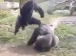 「ウホッウホッ」 強靭な力を持つゴリラ同士の殴り合いがヤバイ