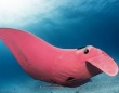 驚くほどピンク！世界で唯一の個体かもしれない、ピンク色のマンタの生息が確認される（オーストラリア）