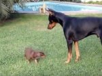 必死にドーベルマンに立ち向かう小さな子犬がカワイイ…！