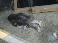 フクロウの赤ちゃんが行き倒れ！？いいえ違います、頭が重いのでうつ伏せで眠るのがデフォなんです