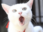 【へー犬派なんだーへーそーなんだーふーん】人気の傑作ボケて１５選（7/25）朝版