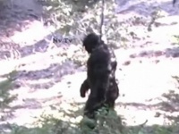 今度こそ本物なのか？アメリカ・アイダホ州で目撃されたビッグフットらしき生命体