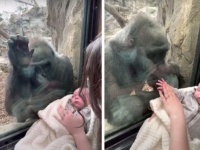 人間の赤ちゃんを愛おしそうに見つめるメスのゴリラ。ガラス越しのやさしい交流が始める