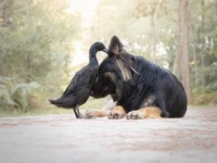 南仏の森に流れるやさしい時間。仲良しな犬とアヒルの写真集