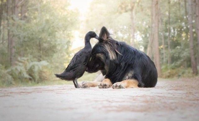 南仏の森に流れるやさしい時間。仲良しな犬とアヒルの写真集