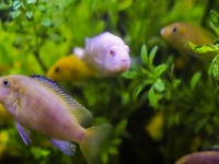 魚も人間と同じように仲間の顔を見分けることができる（日本研究）