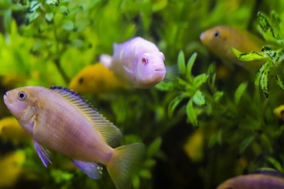 魚も人間と同じように仲間の顔を見分けることができる（日本研究）