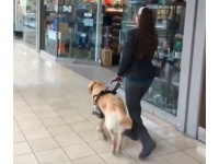 だってしょうがないじゃない、犬だもの。人間を誘導しながらうっかり大好きなお店に入っちゃった盲導犬