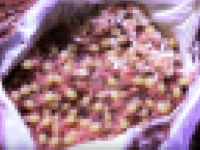 タランチュラの赤ちゃんが生まれたよ！卵嚢の中で約1000匹が元気いっぱいにうごめいているよ(※クモ出演注意)